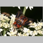 Phasia hemiptera - Raupenfliege m15.jpg